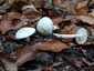 Elefántcsont-csigagomba (Hygrophorus eburneus), Budai-hegység